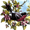 Bird robin